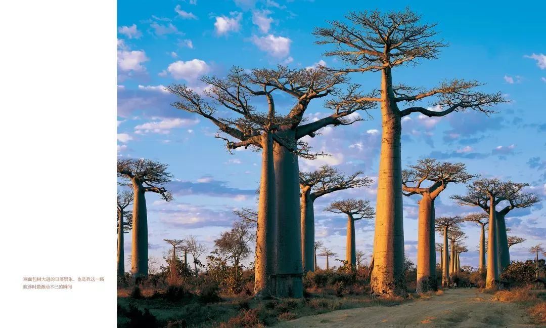 李世民栽的银杏树的价值,1400年李世民亲手栽的银杏树图