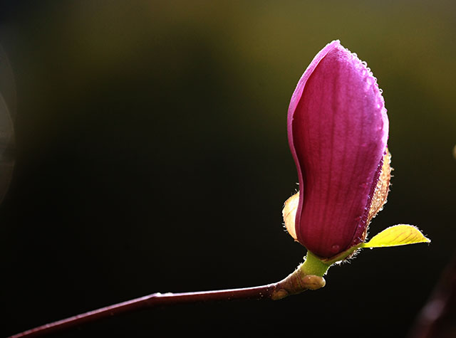 安国医院：寻常好景时时有，人间最美三月天。