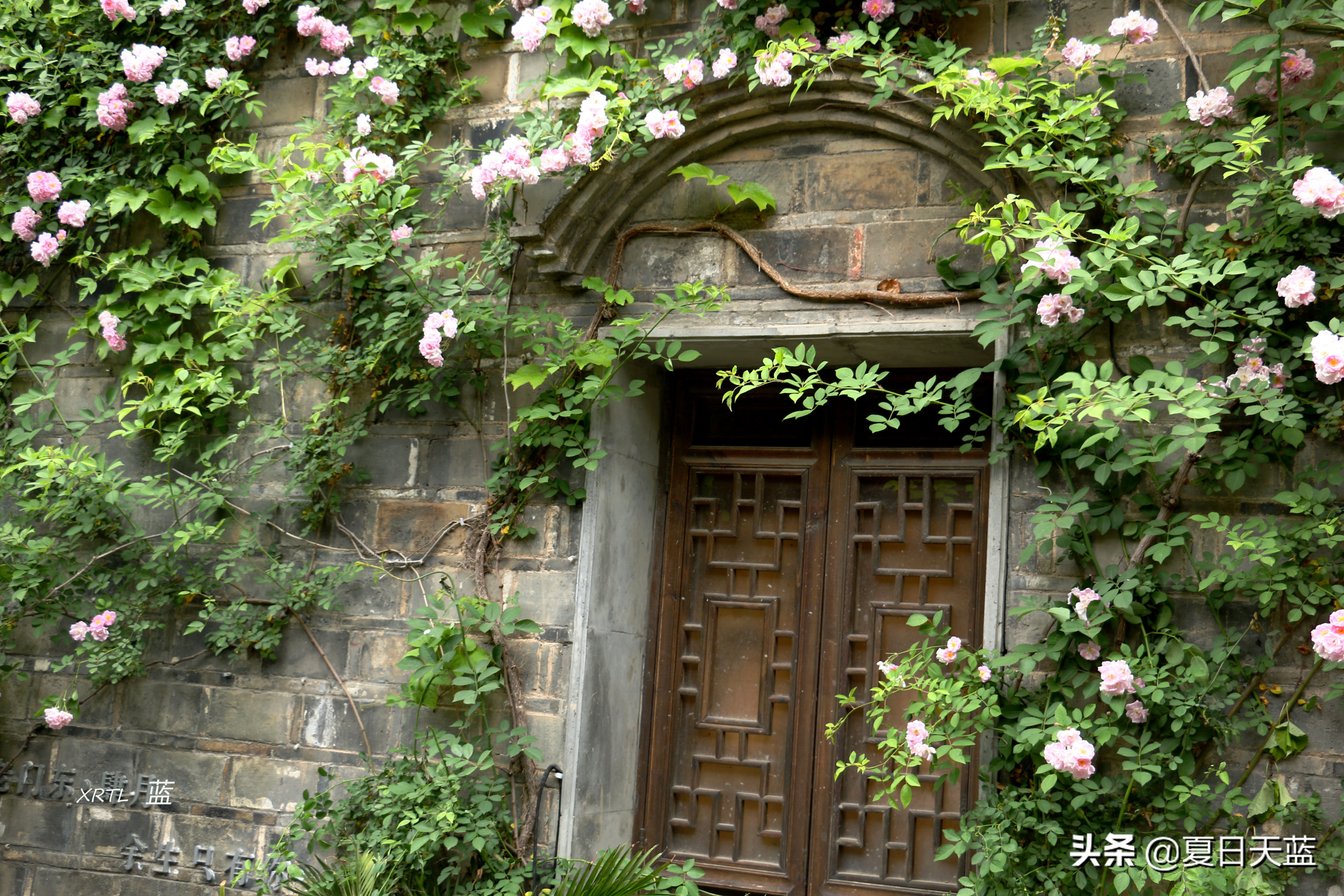 老门东蔷薇高清图片,老门东蔷薇花人像
