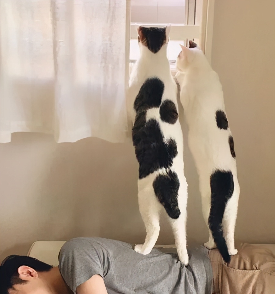 卑微的两脚兽，欢迎来到喵星人的世界