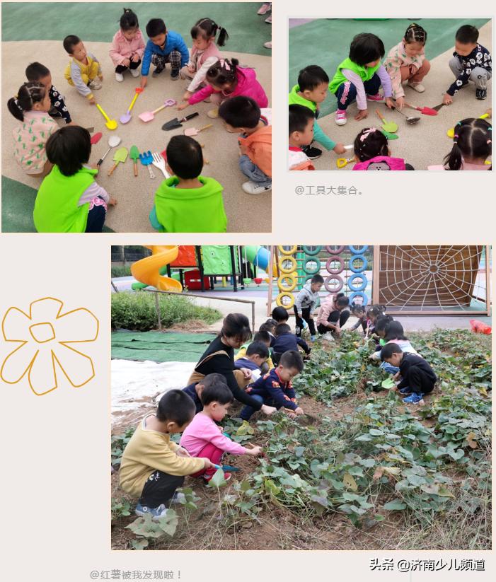 幼儿园红薯生成课活动方案,幼儿园科学教案红薯的成长过程