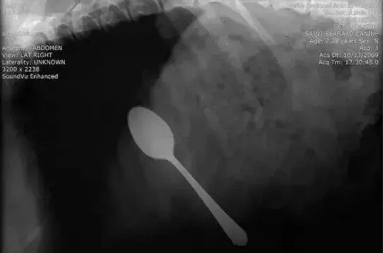 狗狗的肚子……其实是个“百宝箱”？