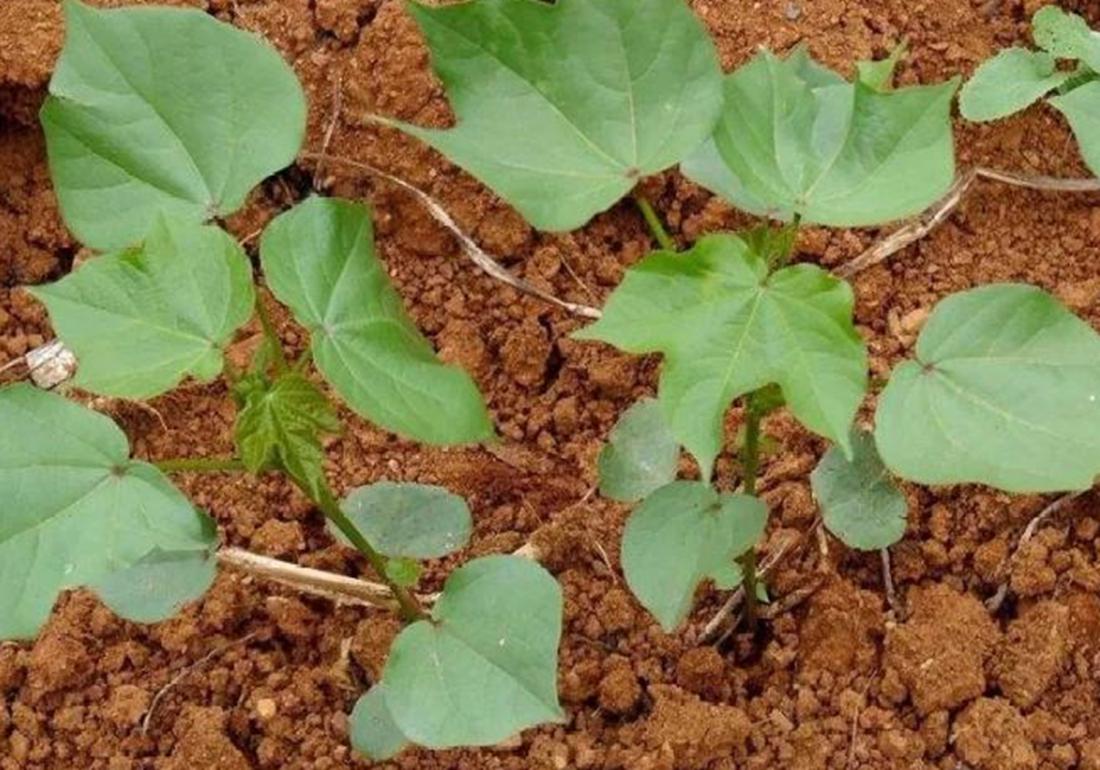 麦棉套种高产栽培技术,棉田套种哪种最好