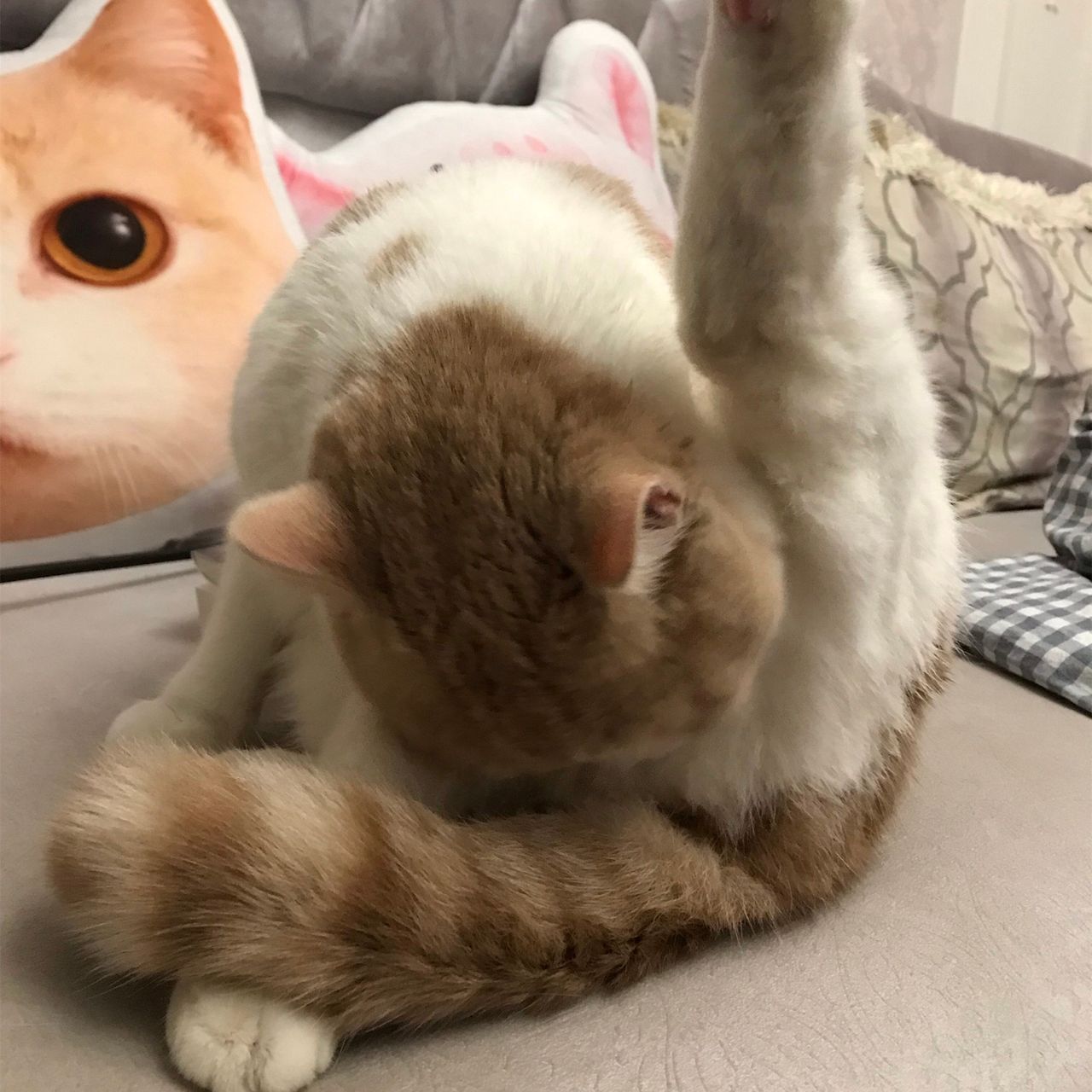 猫咪肛门腺到底要不要挤？这几种情况你得知道