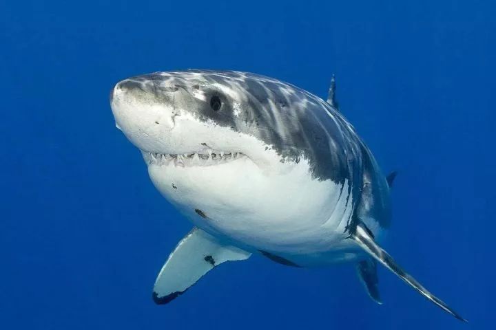 海洋中几乎无敌的大白鲨,真正的大白鲨和巨齿鲨的图片