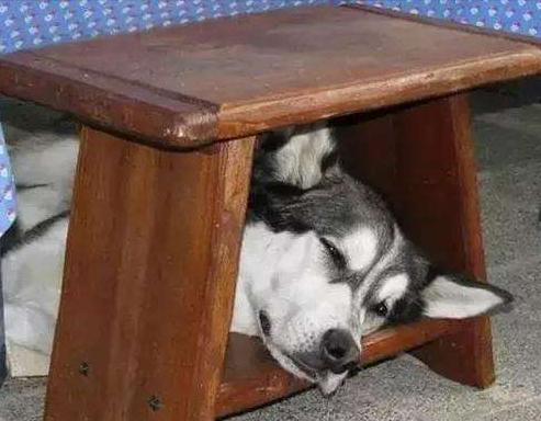 祝狗狗幸福的句子,狗狗的不同睡姿代表什么