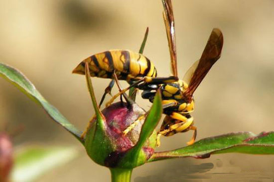 被水母蜇到自救方法,被蜜蜂蜇了怎么自救