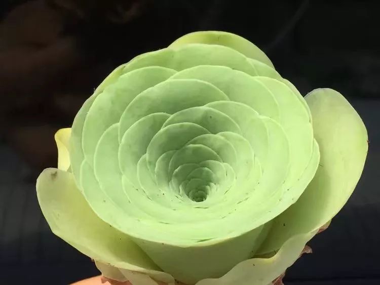 黄玫瑰这么美的风景惊艳到你了吗,优雅漂亮的黄玫瑰图片