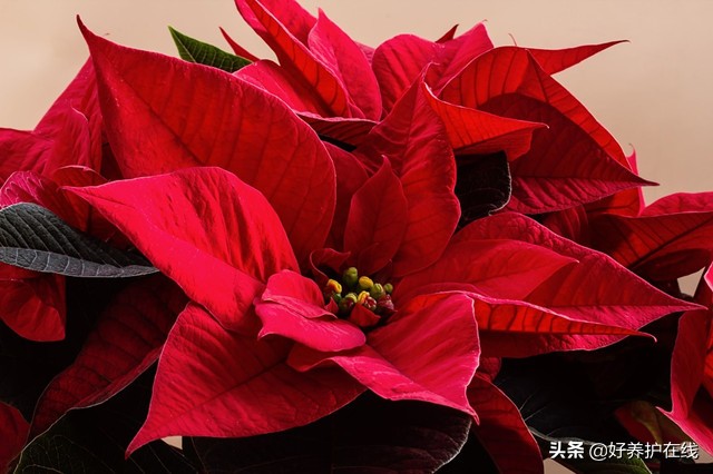 九种常见有毒花卉有哪些,常见的有毒花卉有哪些