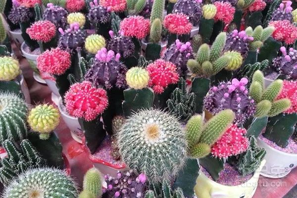 为什么地摊卖绿植,摆地摊卖绿植怎么样