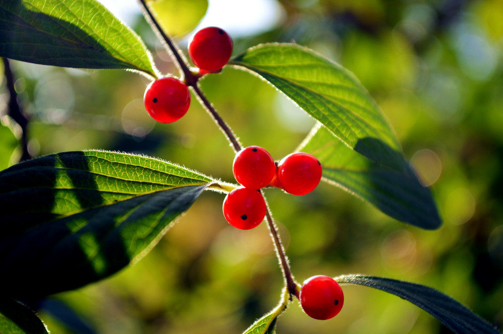 千古最著名的十首诗词,红豆经典古诗