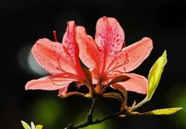 中国十大名花排行哪个是你的最爱,你知道中国十大名花是什么花吗