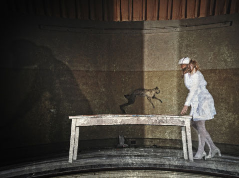 美国的一只猫被抓走,美国短毛猫被摔死