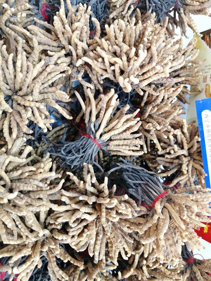 14万一斤的冬虫夏草,14万元一斤的冬虫夏草