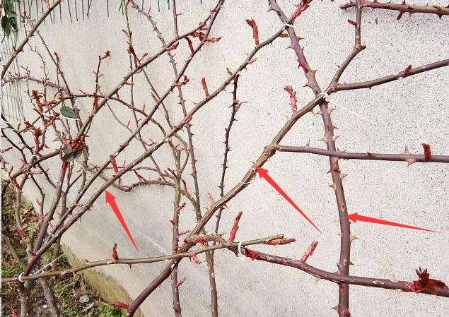 藤本月季冬季可以全剪吗,藤本月季秋天可以重剪