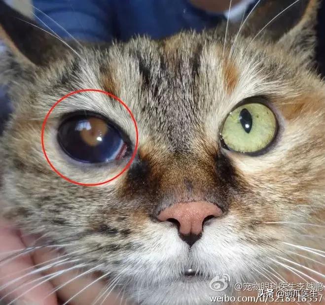 猫咪舔鼻子代表着什么,猫咪舔鼻子是什么原因