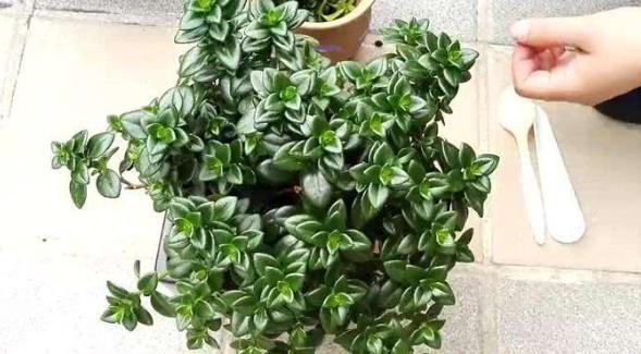 吊兰养护方法及注意事项,养吊兰注意这几点让其蹭蹭长爆盆
