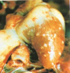 禽霉菌病,危害养禽业的细菌病