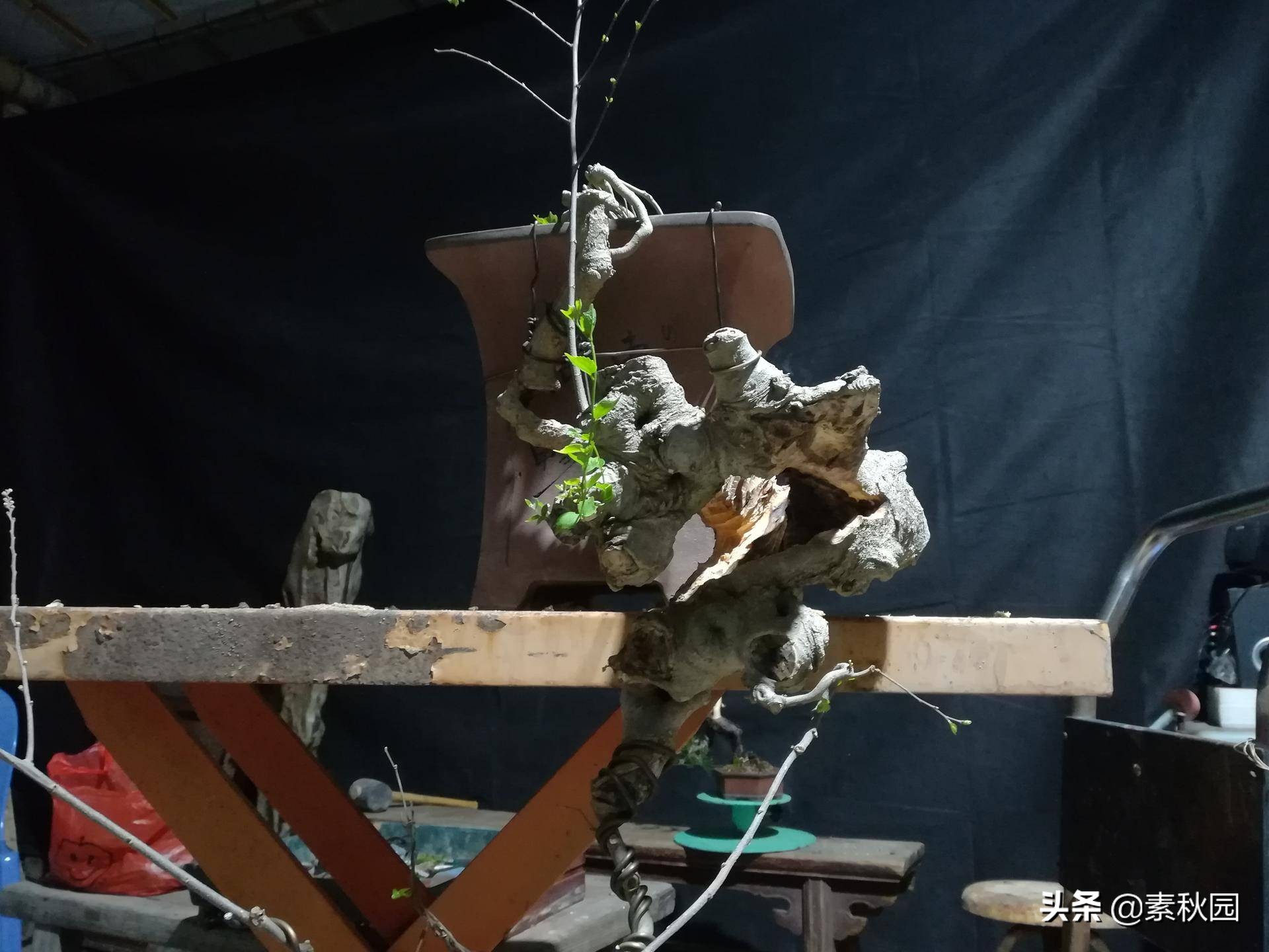 朴树盆景老桩夏季采挖与养坯,各种精品朴树盆景熟桩