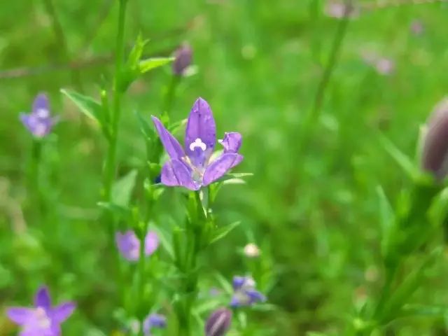 农村常见野花野草,这些野菜农村随处见