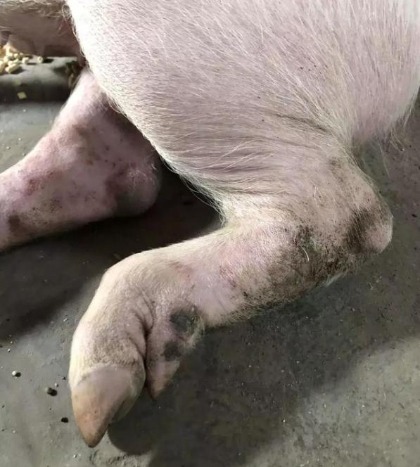 猪四种腿瘸的原因和治疗方法,猪走路一瘸一拐怎么治