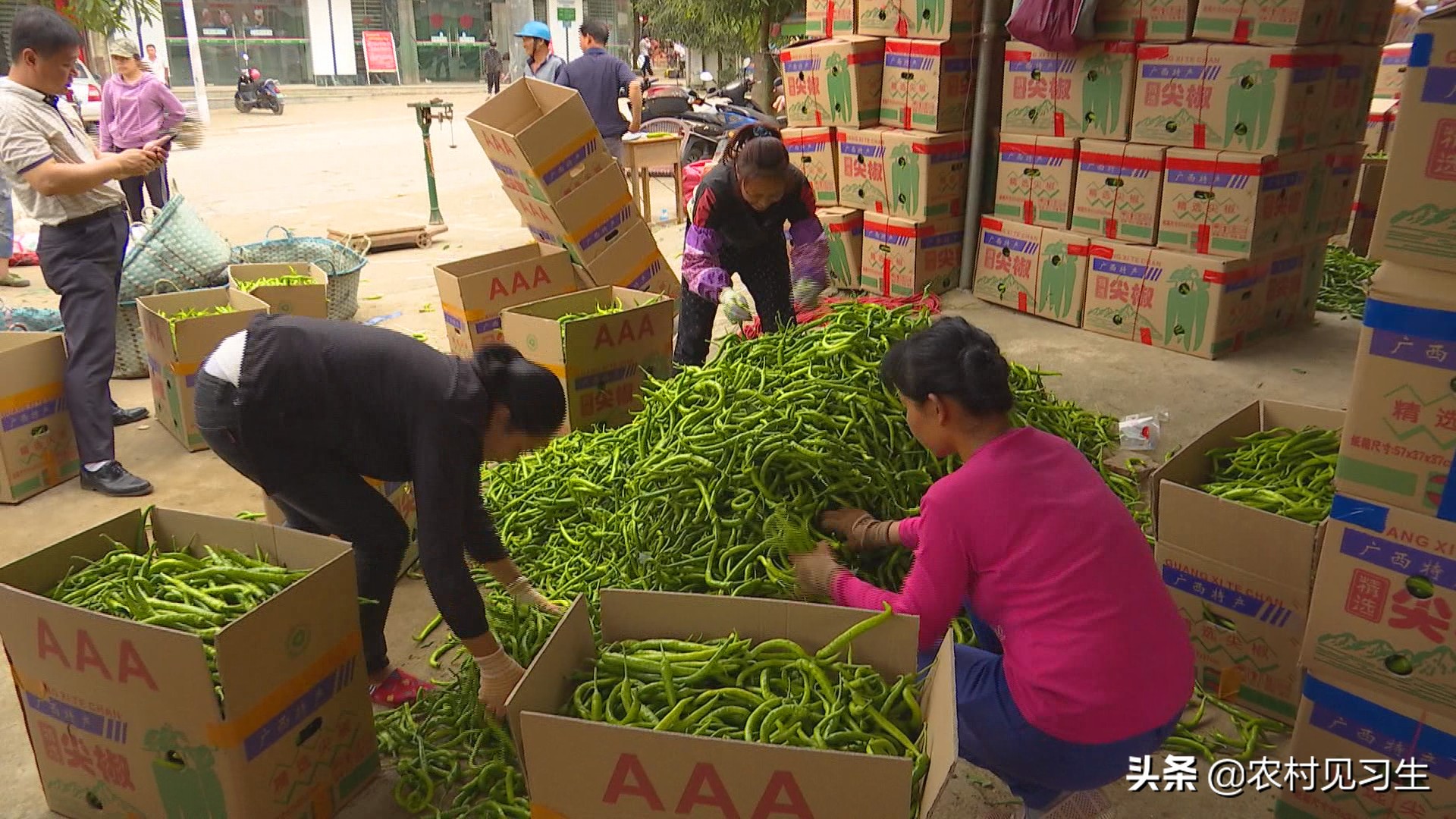 湖南辣椒卖出天价,湖南本地辣椒几百一斤
