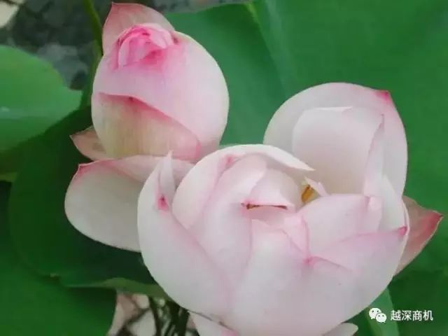 中国各大城市市花介绍,全国56市市花太美了的视频