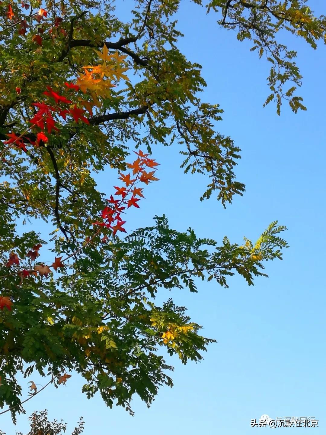 北京之秋的感受,最美的北京之秋