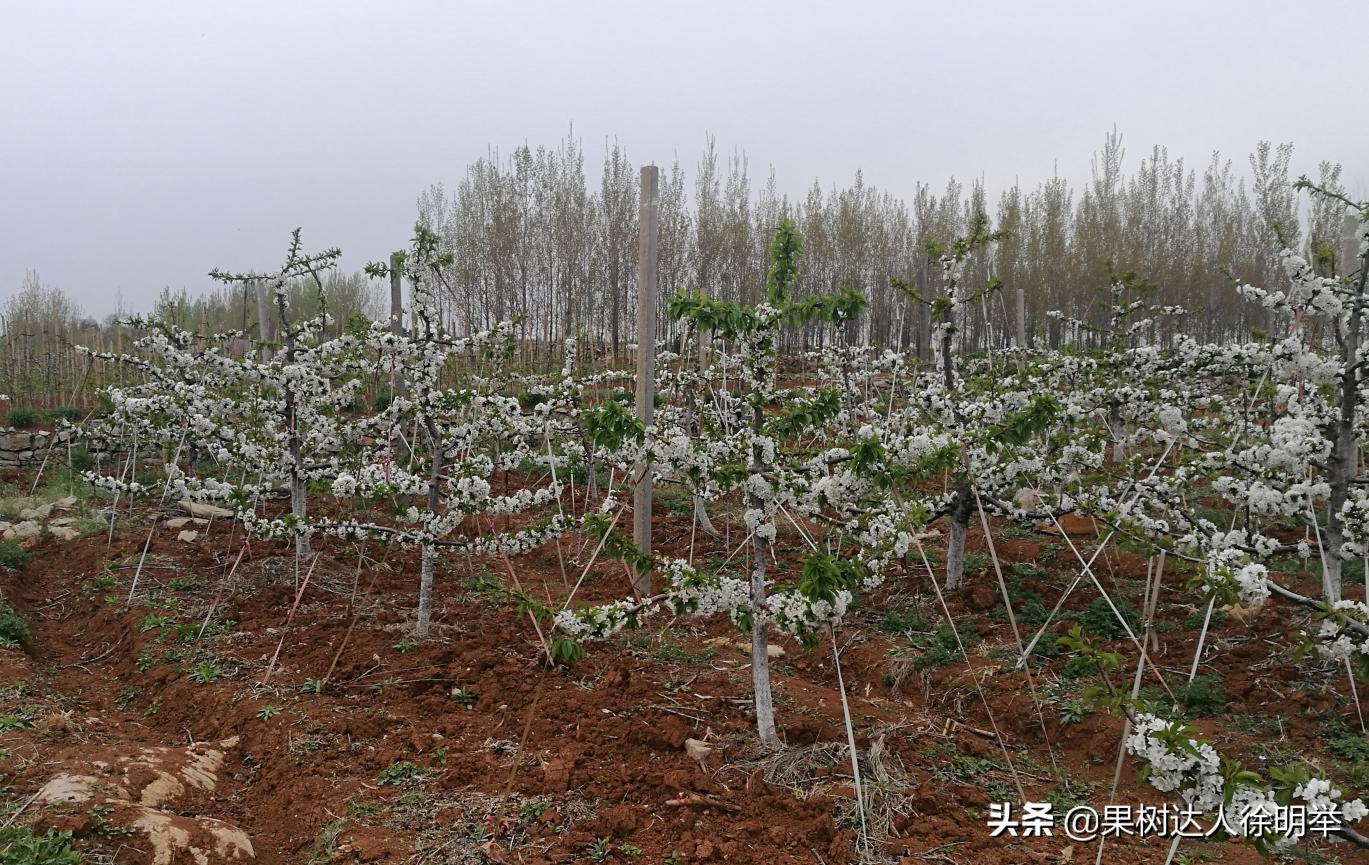 大樱桃全年管理主要防治病虫害,大樱桃开春管理