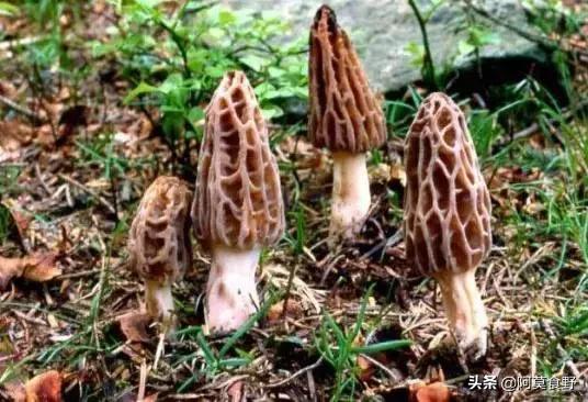 世界上最好看的可食用菌菇,世界最好吃的菌菇排名