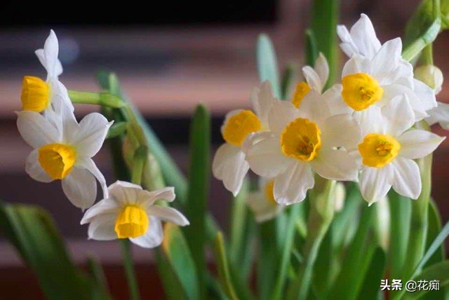 水仙花种植技巧水培,水仙花出现徒长倒下来如何处理