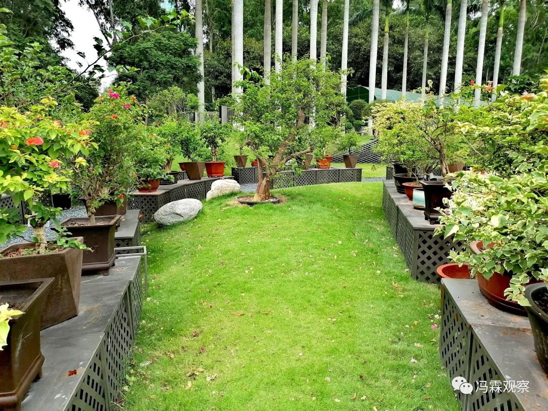 连载（12）：从清茶中飘出来的悠美短文！（文化观察之126）