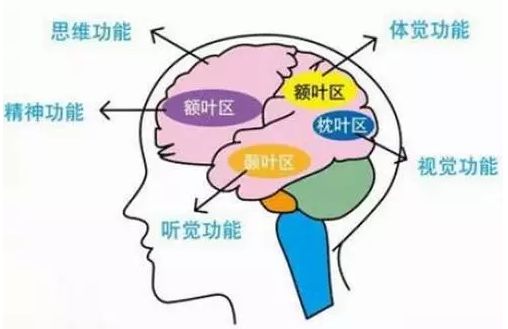 大脑皮层是意识产生的物质基础,大脑皮层是人思考的地方吗