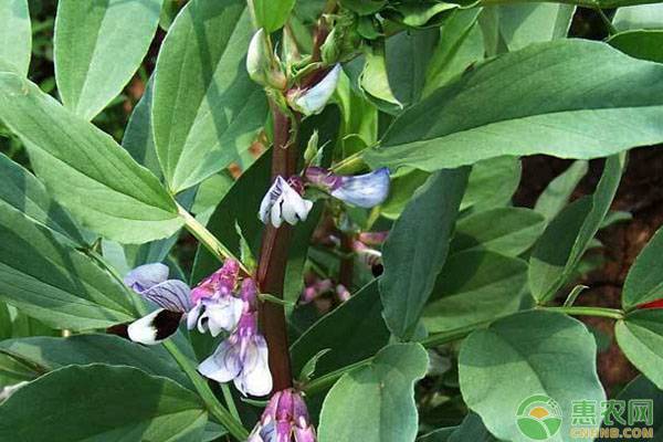 蚕豆功效与作用蚕豆是养胃的吗,蚕豆能吃吗多少钱一斤
