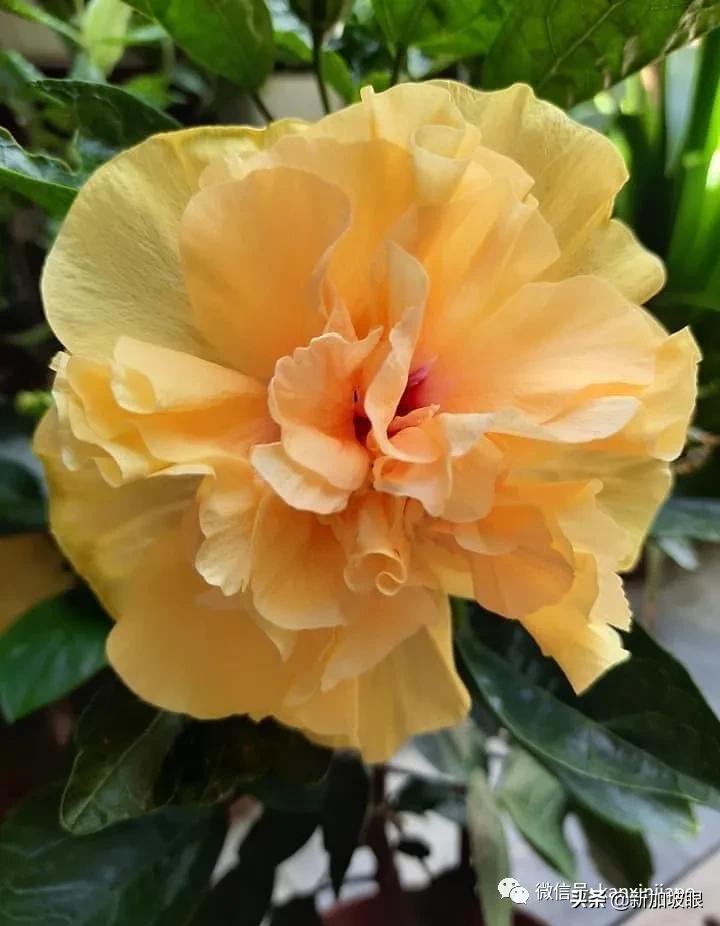 扶桑花和木槿花的区别图片,扶桑木槿花图片