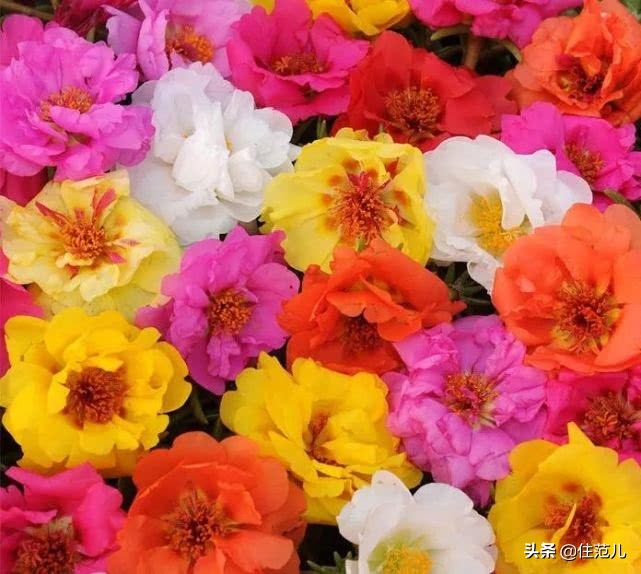 碧桂园阳台花园打造方法,50平打造网红阳台