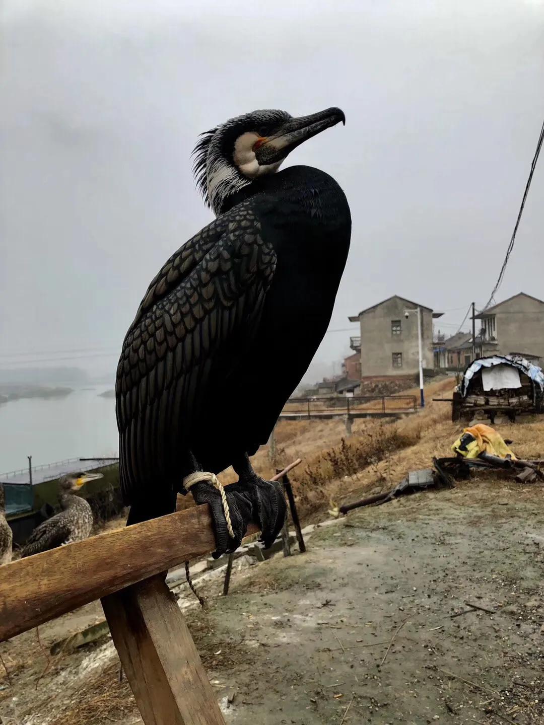 古镇故事大全完整版,古镇街景故事视频