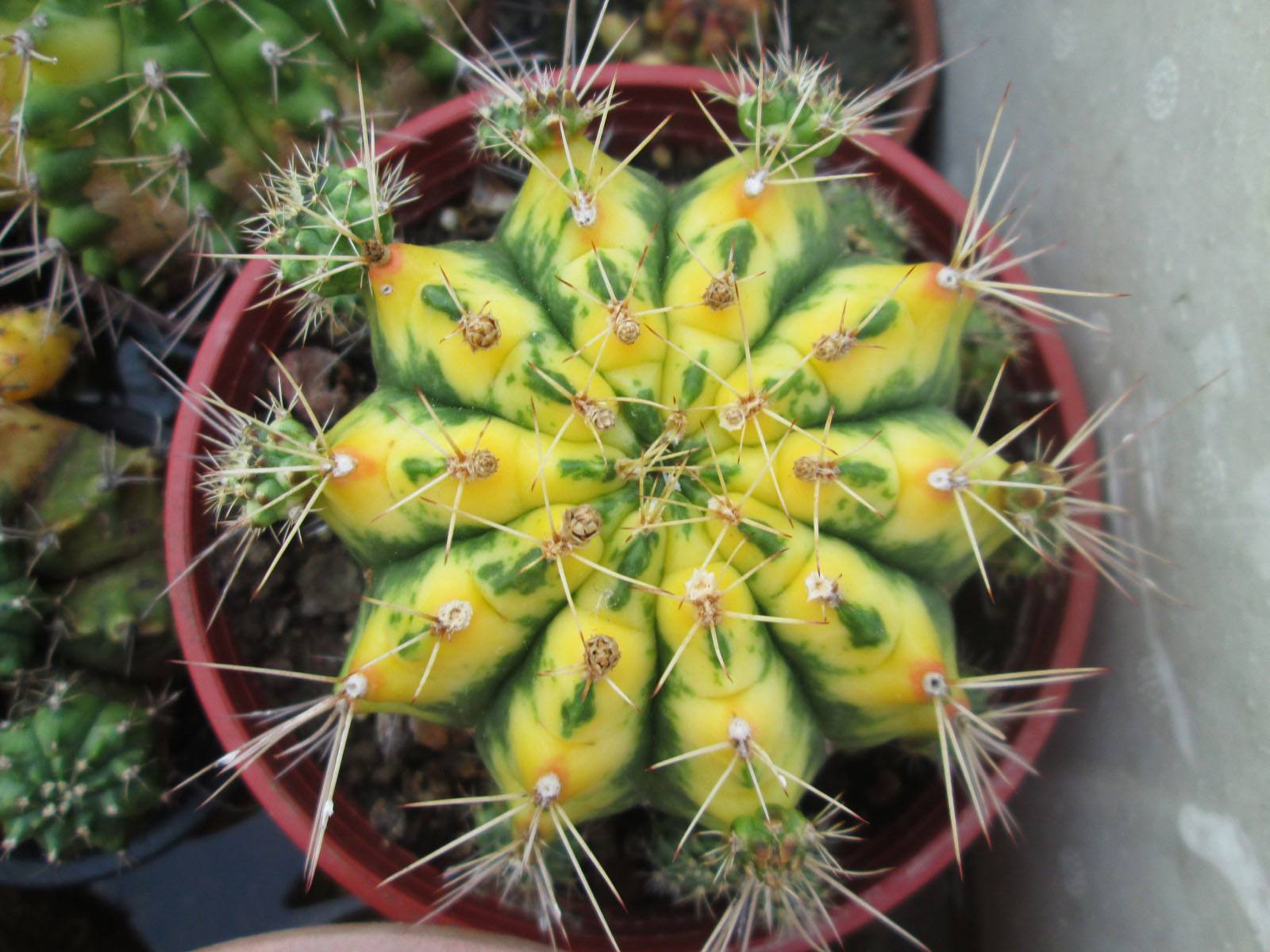 101个仙人球品种,101种仙人球开花图片