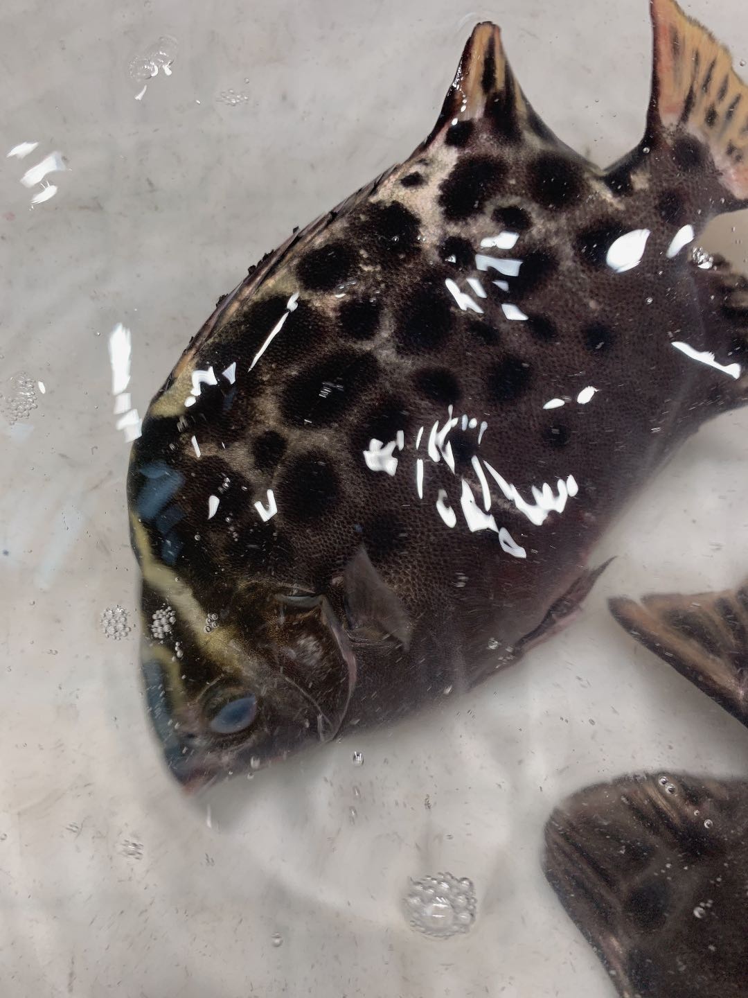 北海干货海鲜批发市场哪个便宜,北海菜市场买海鲜哪个最新鲜