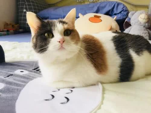 <html>
<head><title>502BadGateway</title></head>
<body>
<center><h1>502BadGateway</h1></center>
<hr><center>nginx</center>
</body>
</html>
<!--apaddingtodisableMSIEandChromefriendlyerrorpage-->
<!--apaddingtodisableMSIEandChromefriendlyerrorpage-->
<!--apaddingtodisableMSIEandChromefriendlyerrorpage-->
<!--apaddingtodisableMSIEandChromefriendlyerrorpage-->
<!--apaddingtodisableMSIEandChromefriendlyerrorpage-->
<!--apaddingtodisableMSIEandChromefriendlyerrorpage-->
