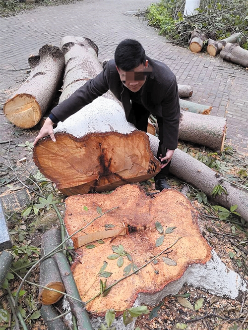 小区的树被砍的只剩树墩,小区里的树被砍伐归哪个部门管