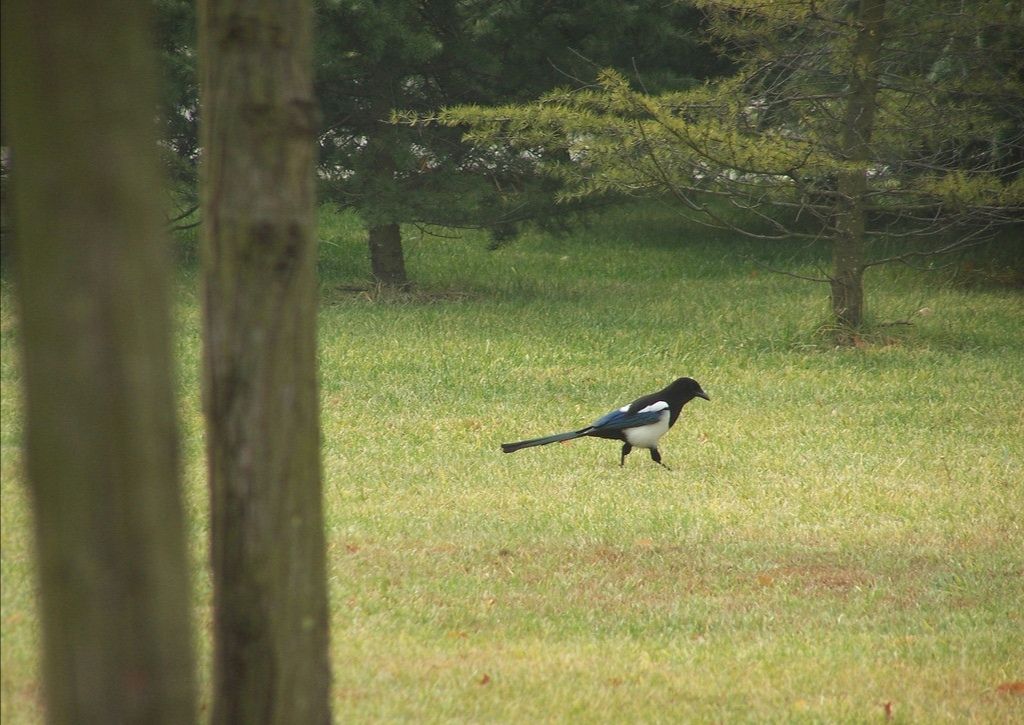 散文喜鹊迎春,大树和喜鹊散文