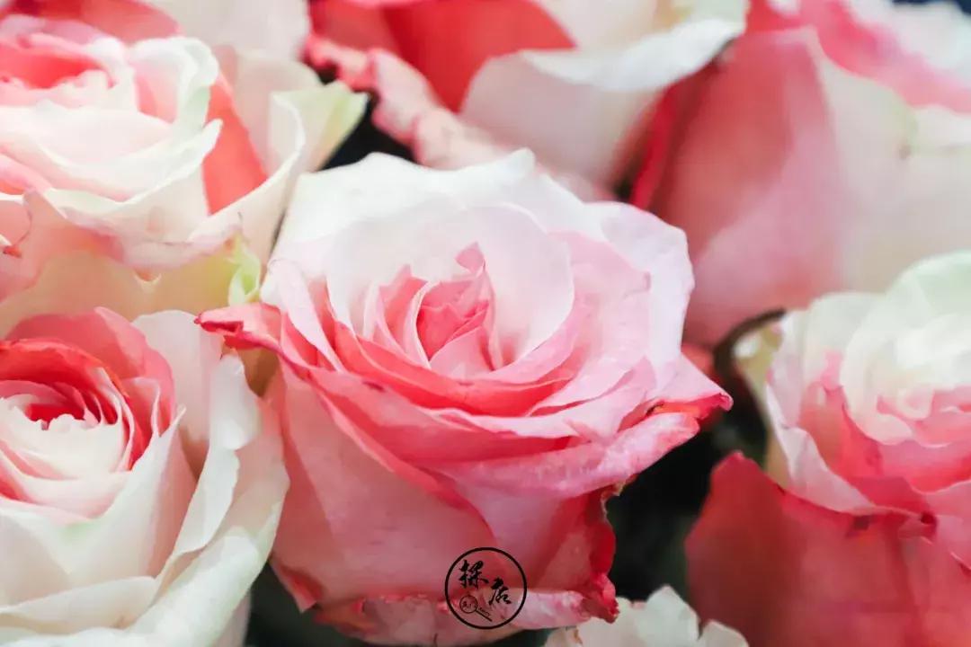 tf口红免费送,鲜花盛宴