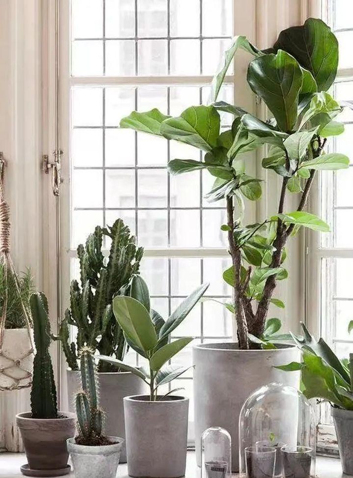 绿植快死了用什么方法可救活,你养的花为什么老死