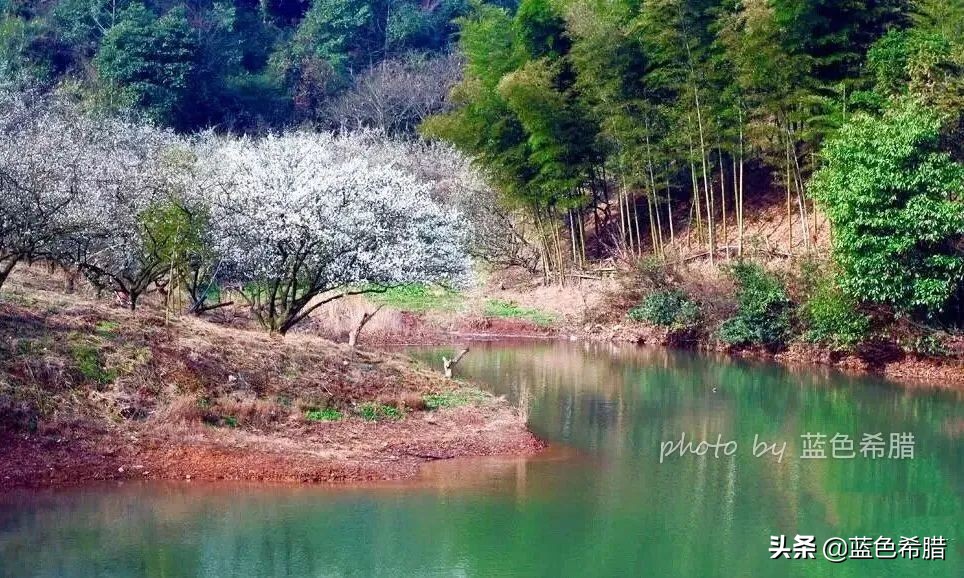 拍梅花构图技巧,梅花拍人物照姿势技巧大全