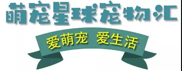 狗狗翻肠子最简单的土办法,翻肠子狗狗是什么意思