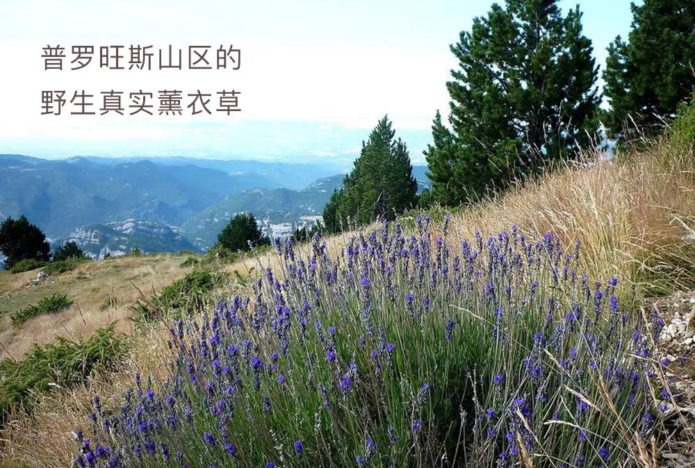 海蓝星薰衣草精油,薰衣草睡眠精油推荐