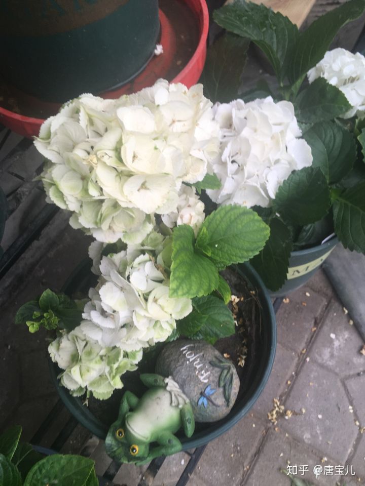 如何提升花种成活率,花种种植生活小技巧