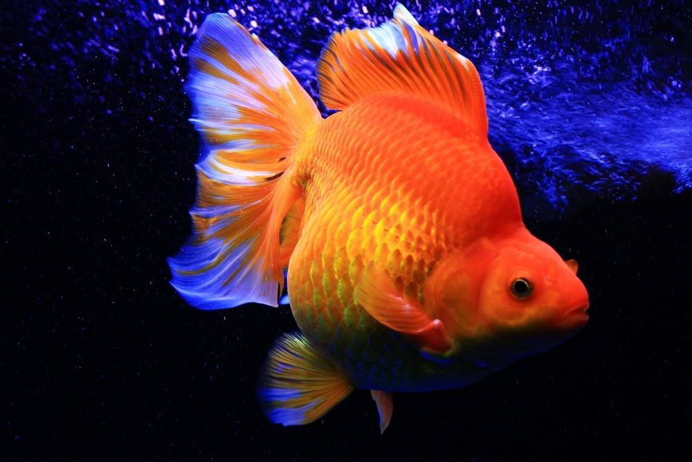 各种金鱼的特点都是什么,品种繁多的金鱼是由什么决定的