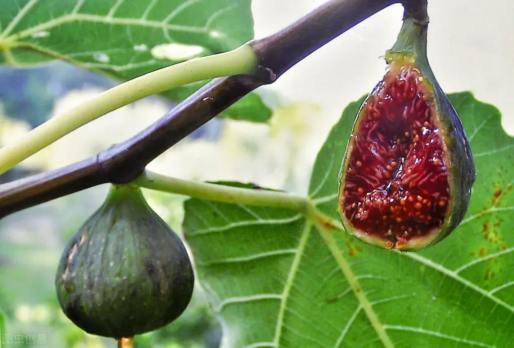 这三种水果儿童不能吃,这五种水果小孩少吃